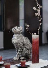 猫和百合花放一起